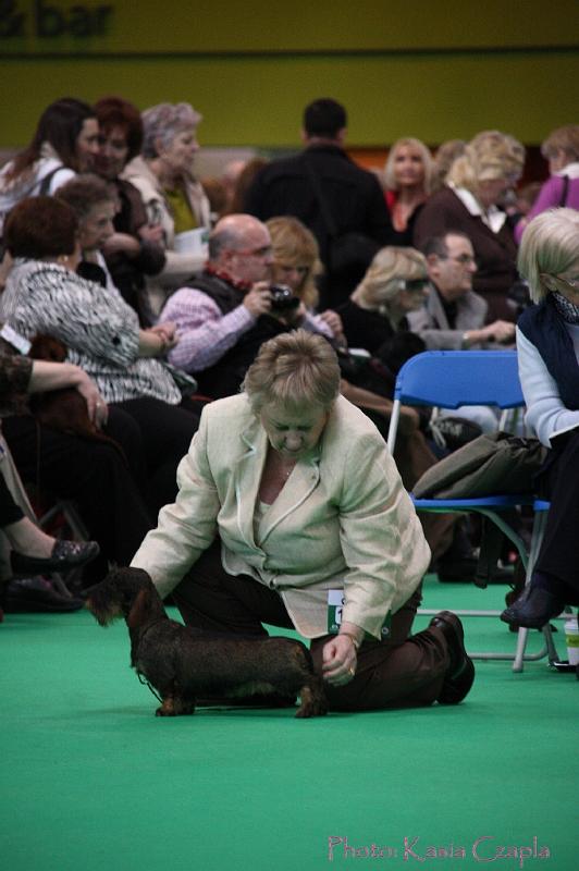 Crufts2011_2 972.jpg